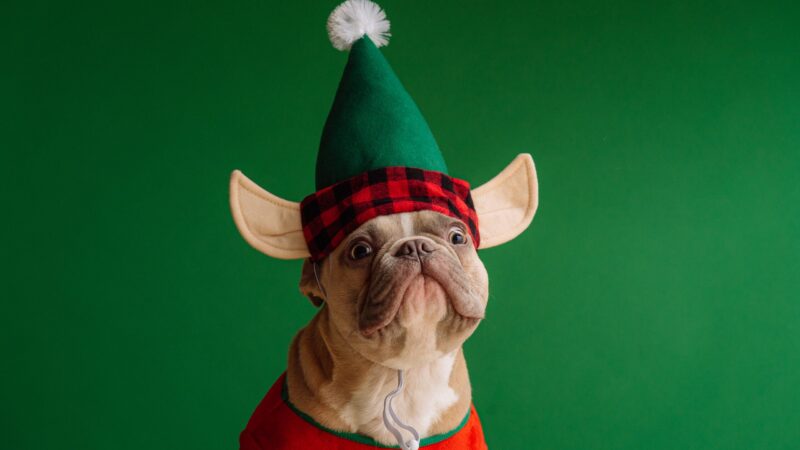 Best French Bulldog Costumes