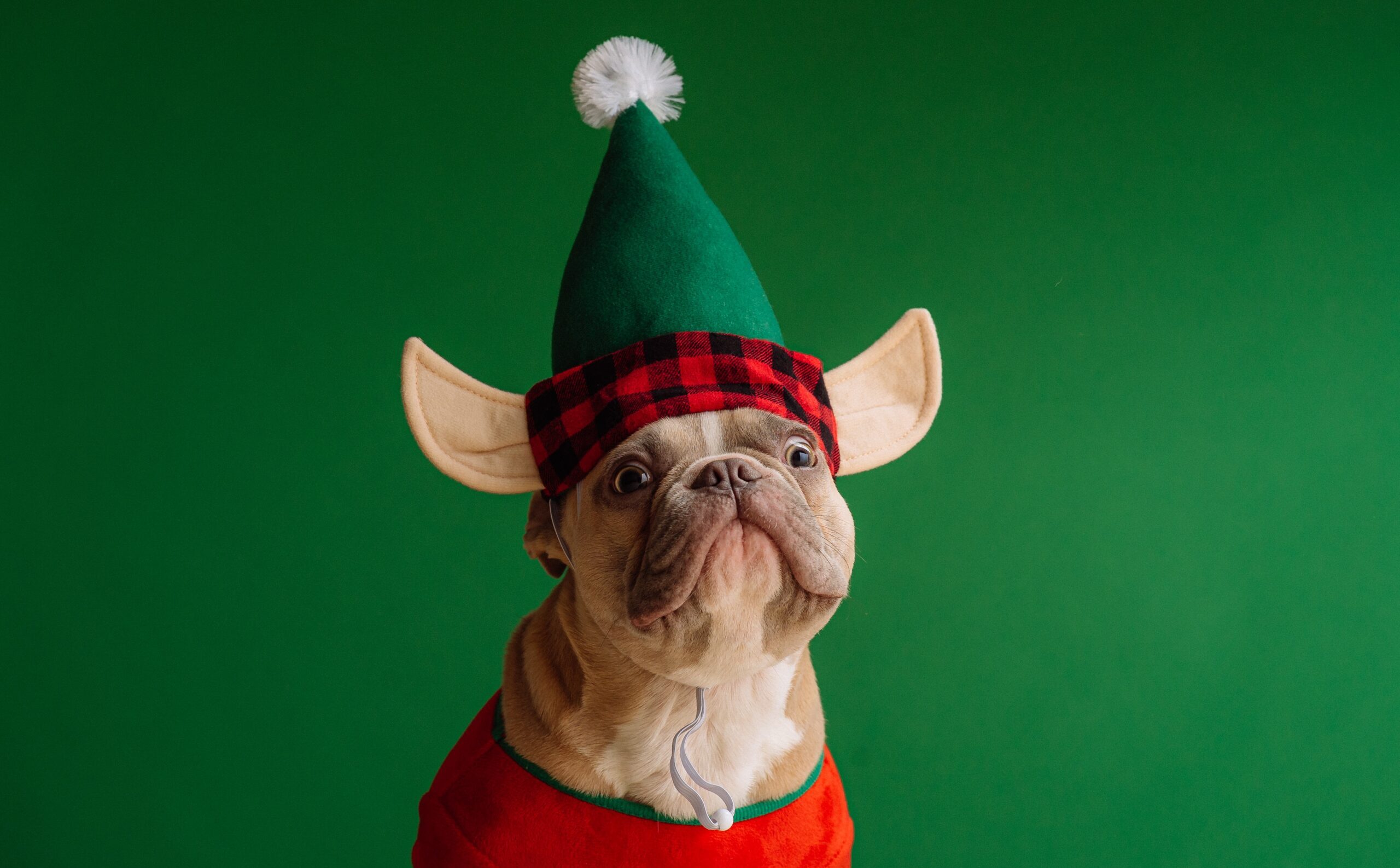 The Best French Bulldog Costumes to Buy Today