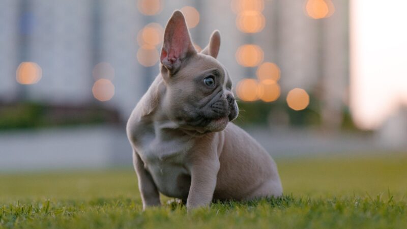 The Best Pet Insurance Options for French Bulldogs