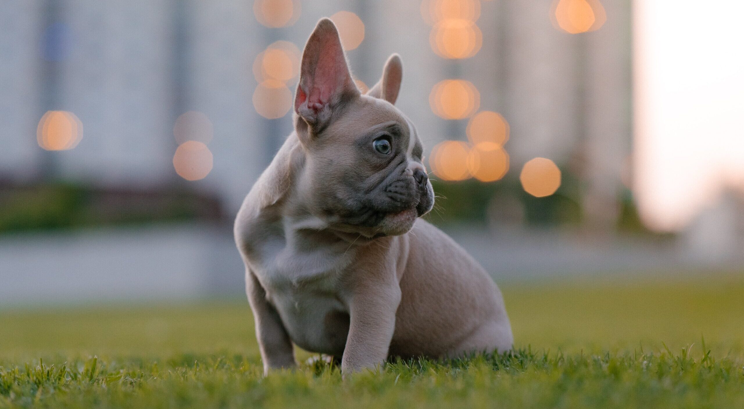 The Best Pet Insurance Options for French Bulldogs