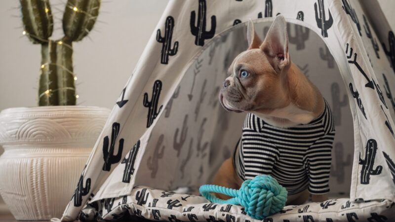 Best Chew Toys for French Bulldogs