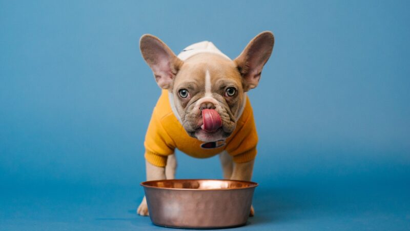 The Best Food for French Bulldogs With Sensitive Stomachs