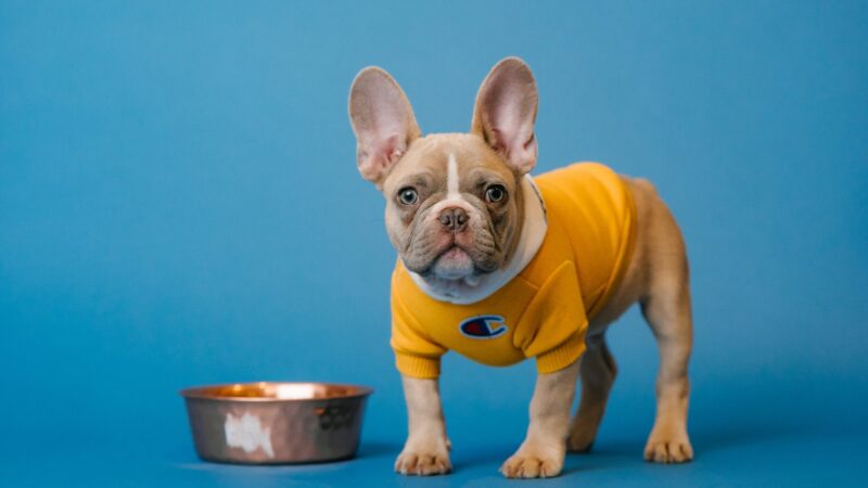 Best Food for French Bulldog