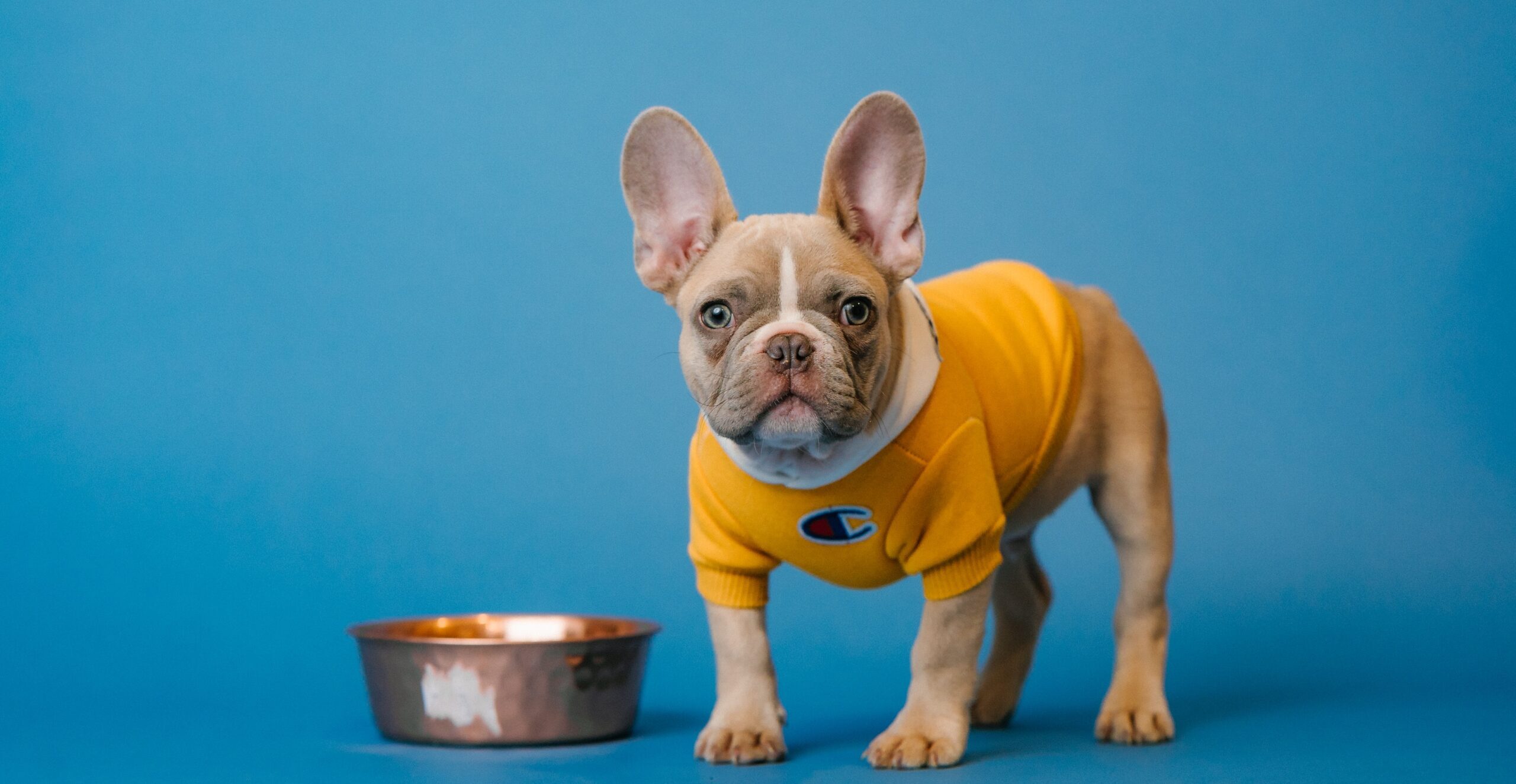 The Best Food Choices for French Bulldogs