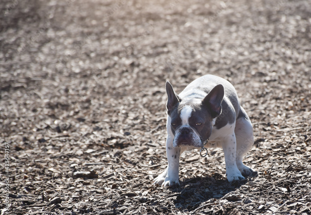 Why do french bulldogs eat poop