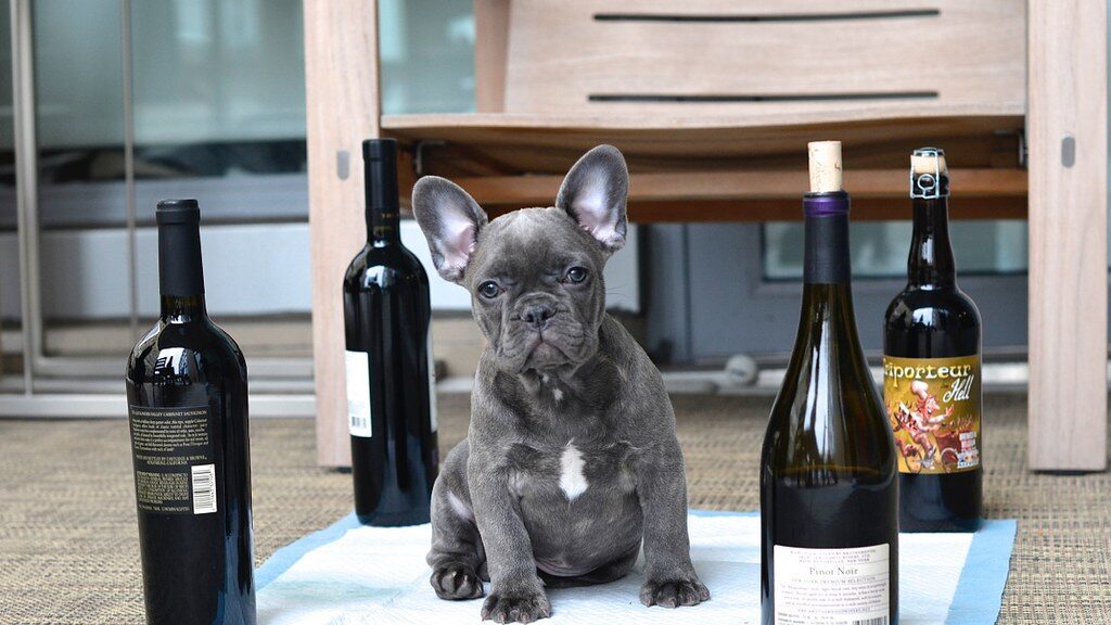 How to Potty Train a French Bulldog
