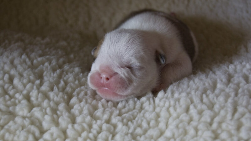 The Complete Guide on How to Take Care of Newborn French Bulldog Puppies