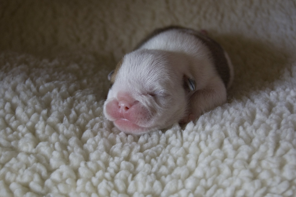 The Complete Guide on How to Take Care of Newborn French Bulldog Puppies