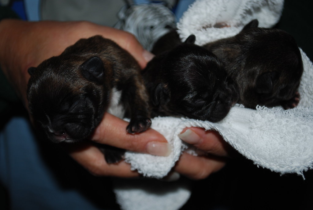 How to take care of newborn french bulldog puppies