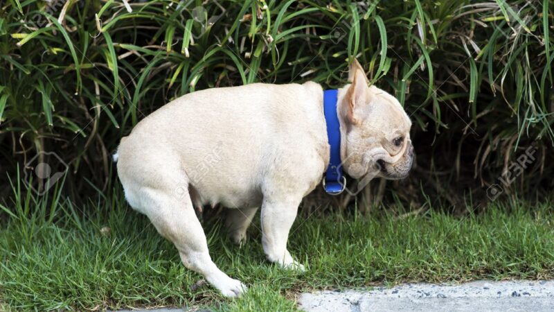 Decoding the Mystery: Why Do French Bulldogs Eat Poop and How to Prevent It