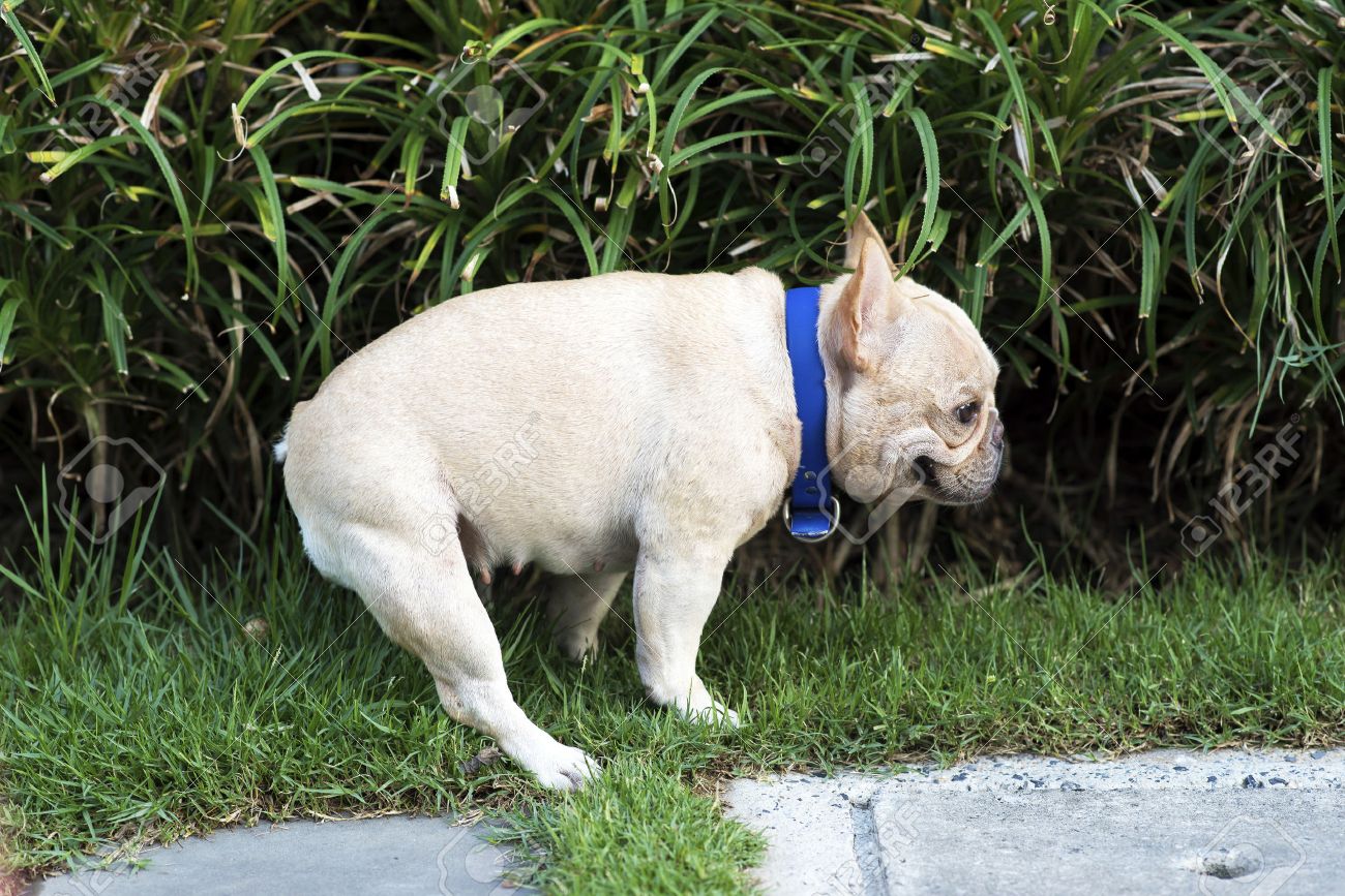 Decoding the Mystery: Why Do French Bulldogs Eat Poop and How to Prevent It