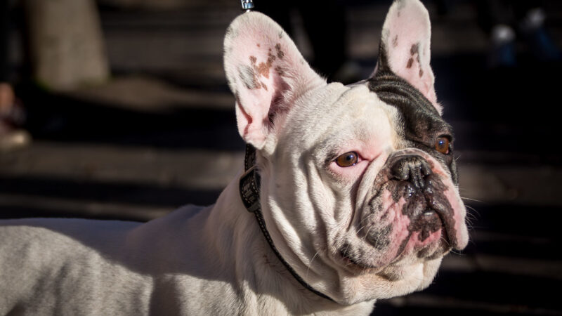 French Bulldog Red Eyes : Understanding the Issue and How to Solve It