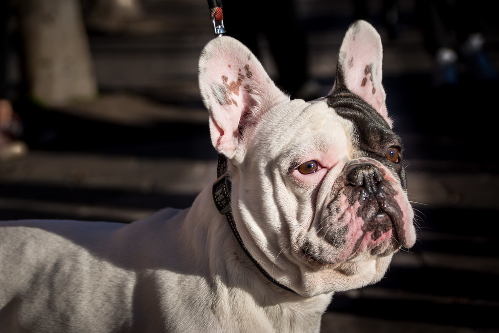 French Bulldog Red Eyes : Understanding the Issue and How to Solve It