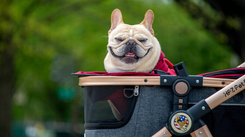 The Best Strollers for French Bulldogs: Our Top Recommendations