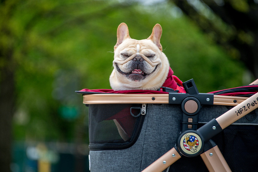 The Best Strollers for French Bulldogs: Our Top Recommendations
