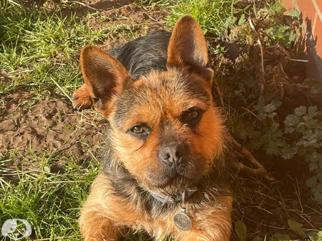 French Bulldog Yorkie mix