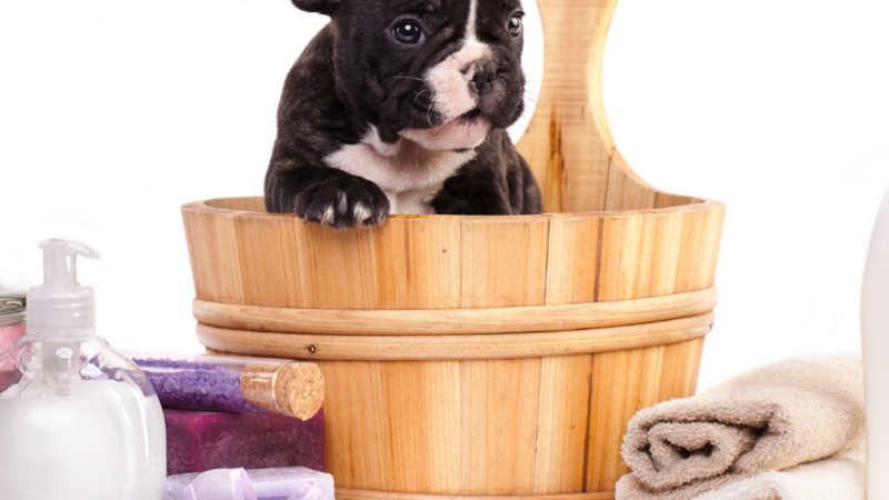 The Best Grooming Products for French Bulldogs