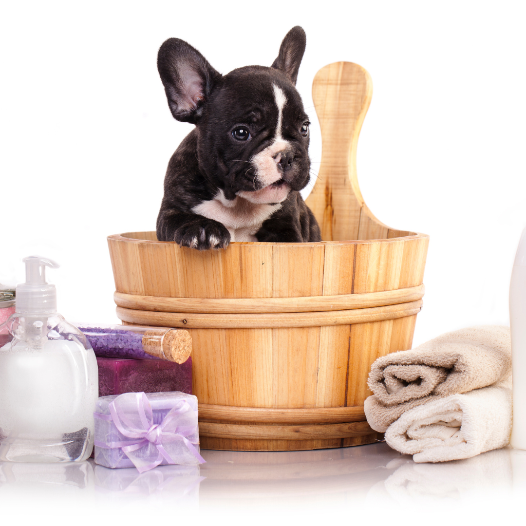The Best Grooming Products for French Bulldogs