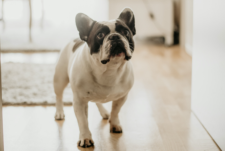 How to Potty Train a French Bulldog