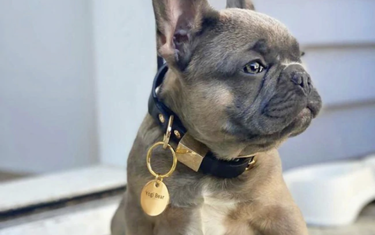 Best French Bulldog names