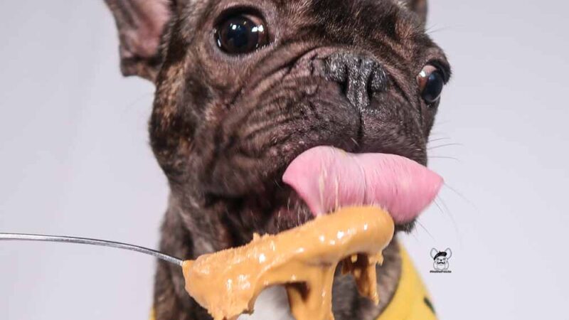 Can French Bulldogs Eat Peanut Butter? Your Full Guide