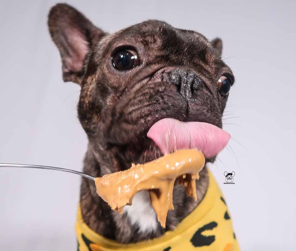 Can French Bulldogs Eat Peanut Butter? Your Full Guide