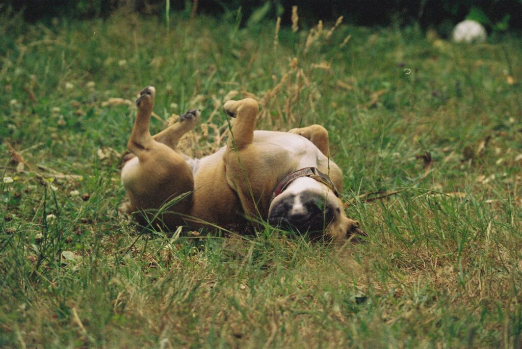 Things Not to Do with a French Bulldog