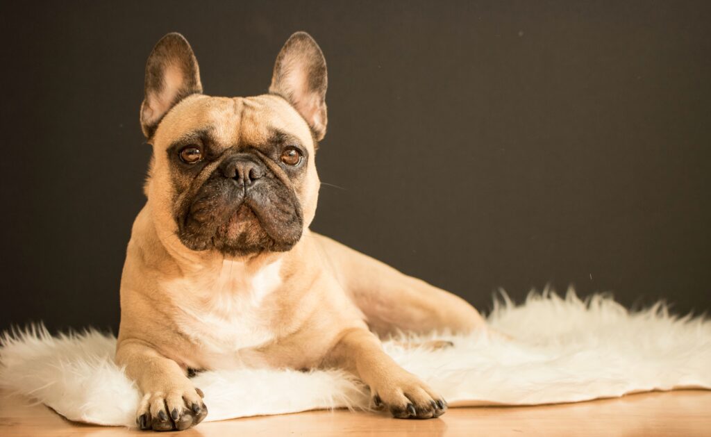 How to bulk up my french bulldog