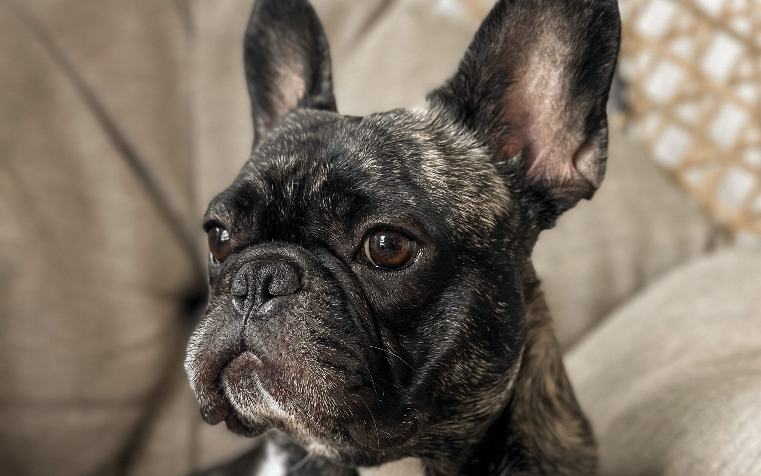 Why is my French Bulldog nose dry