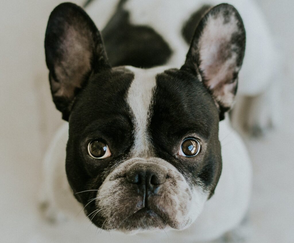 How to treat French bulldog ear infection