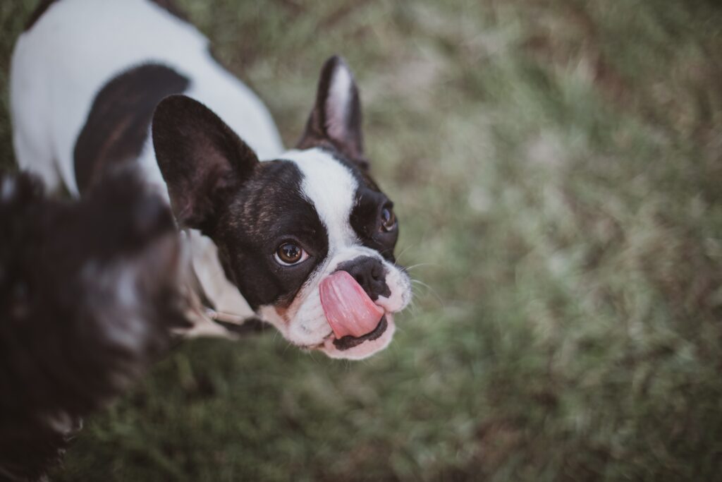 How to stop french bulldog licking paws