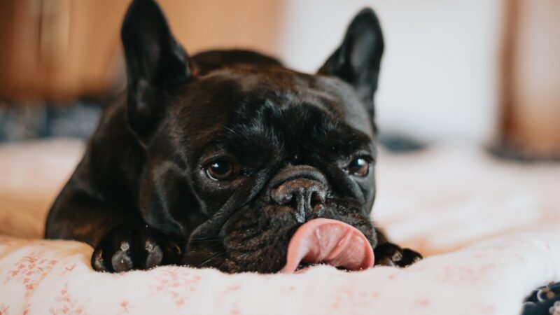 How to Stop Your French Bulldog Licking Their Paws: A Guide to Prevent This Habit