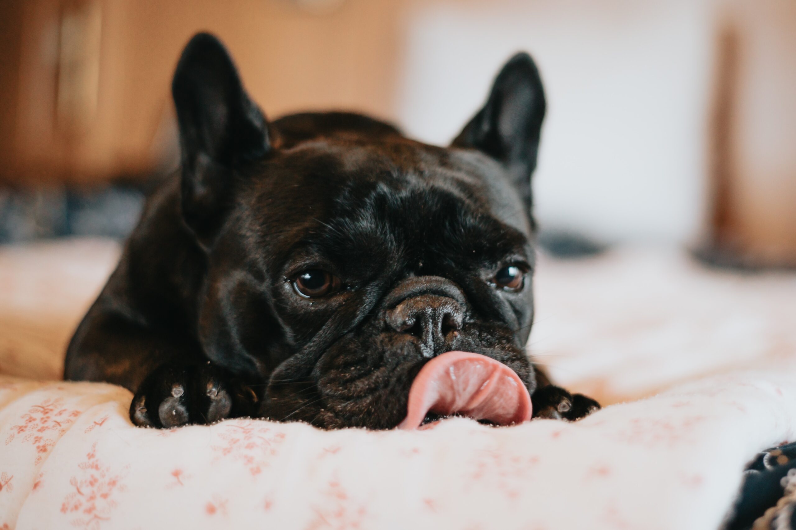 How to Stop Your French Bulldog Licking Their Paws: A Guide to Prevent This Habit