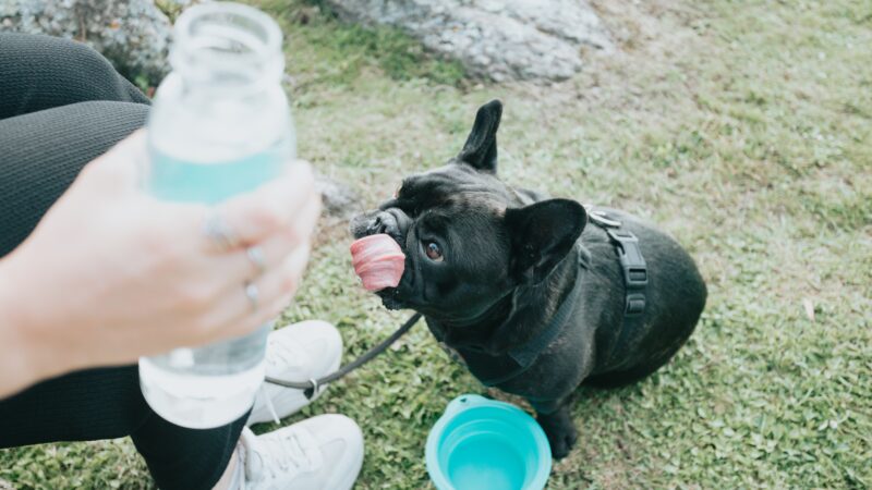 The Best Water Bowls for French Bulldogs