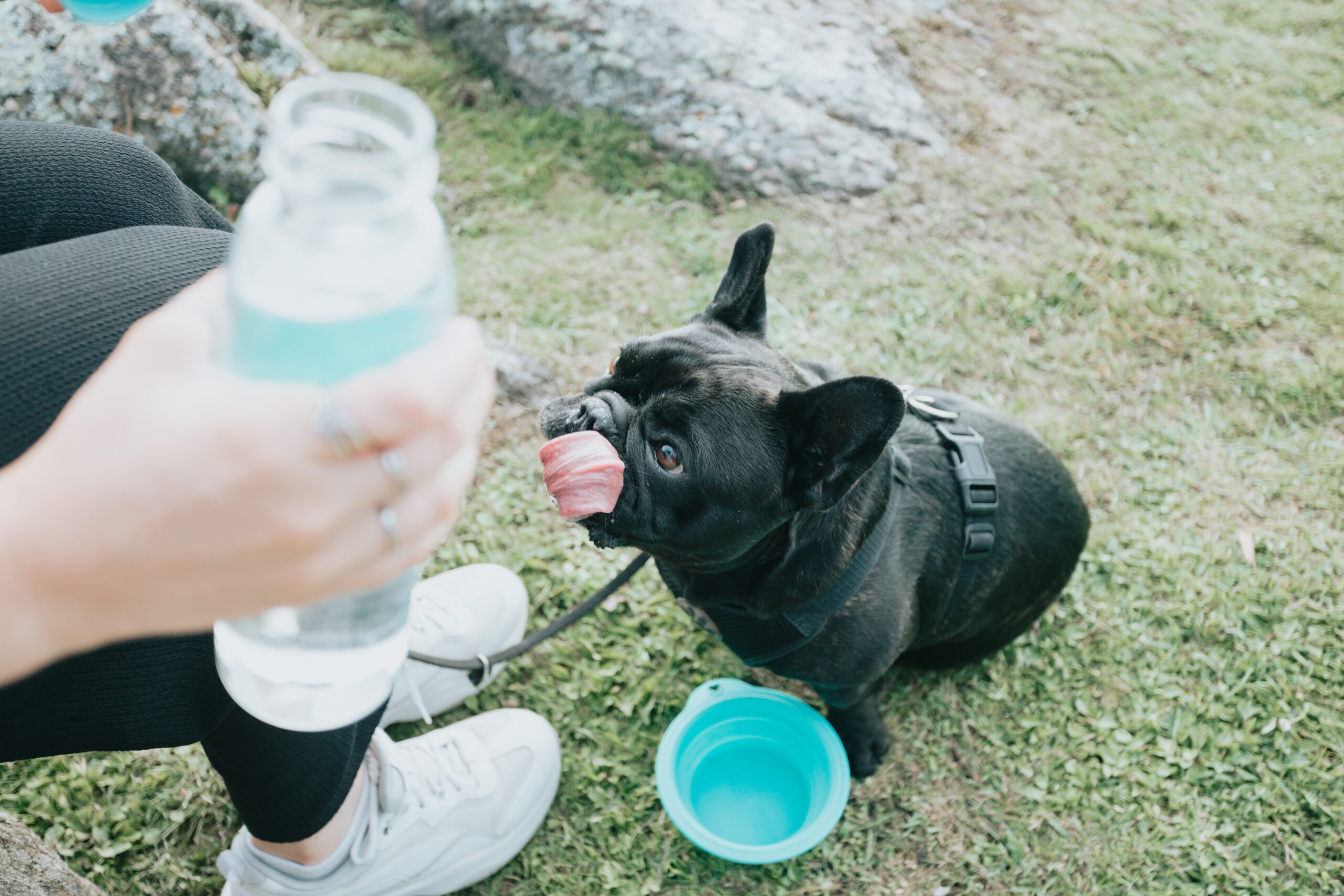The Best Water Bowls for French Bulldogs