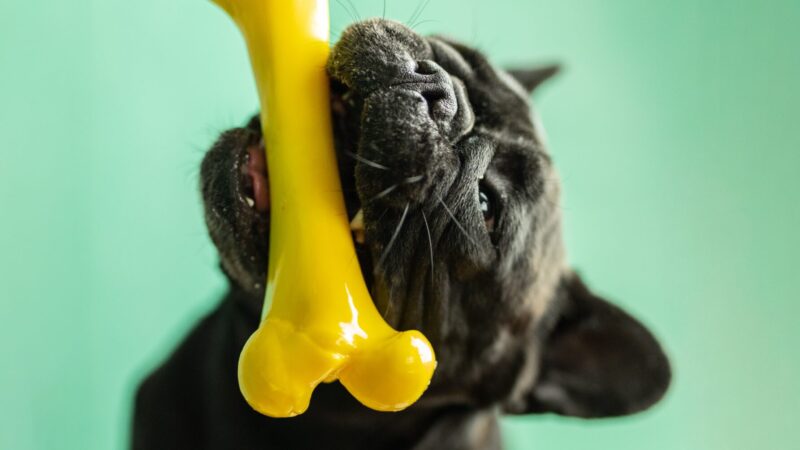 The Best Bones for French Bulldogs: A Comprehensive 2023 Review