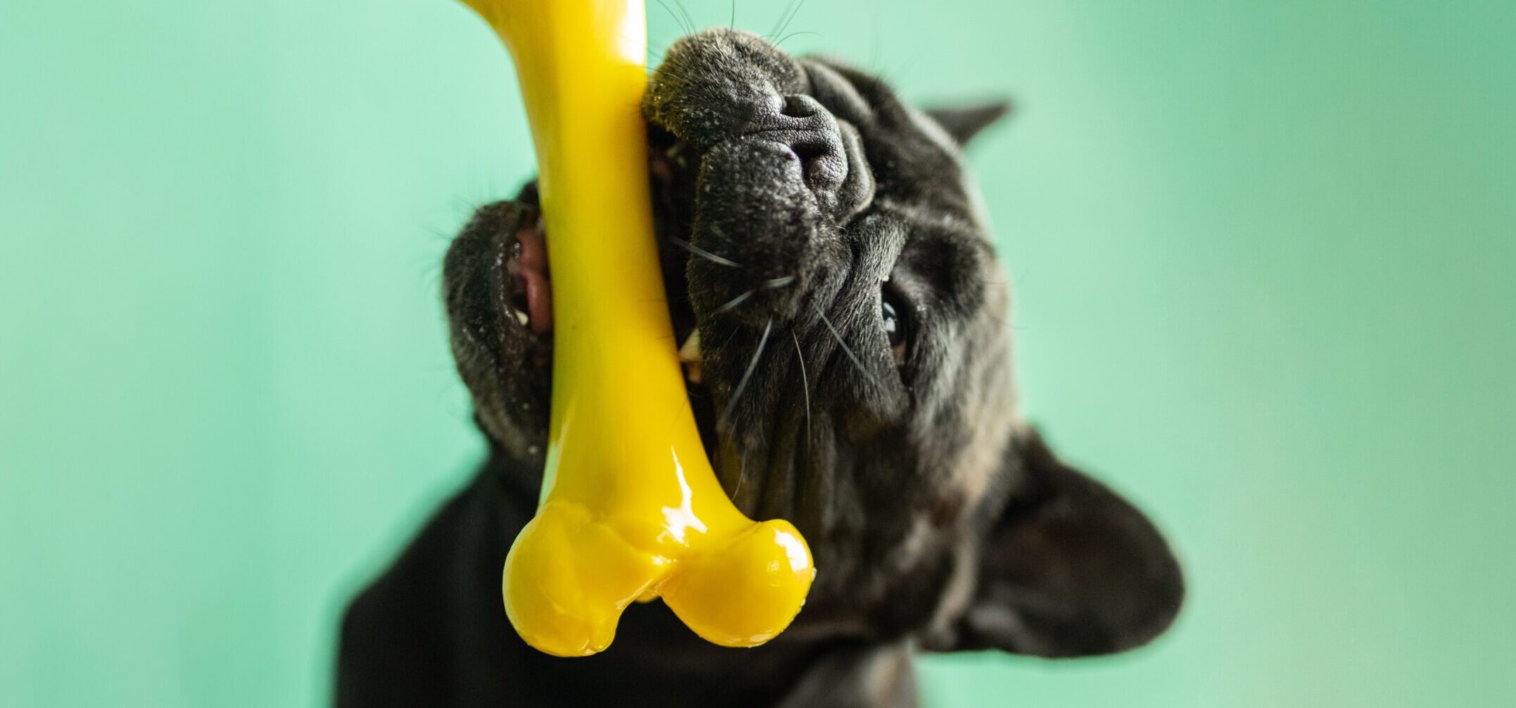 The Best Bones for French Bulldogs: A Comprehensive 2023 Review