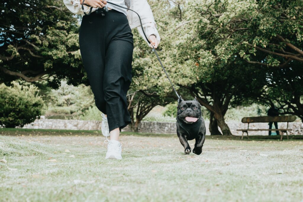 When Do French Bulldogs Calm Down?