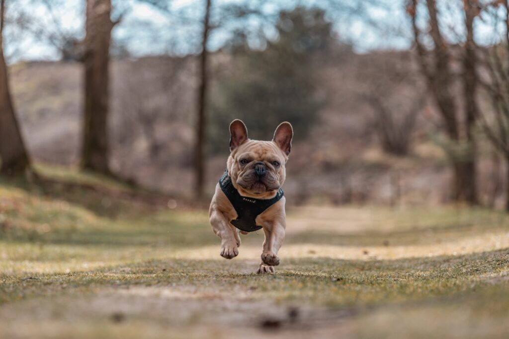Things Not to Do with a French Bulldog