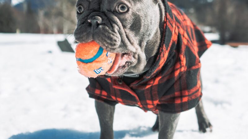 The Best Winter Coats for French Bulldogs