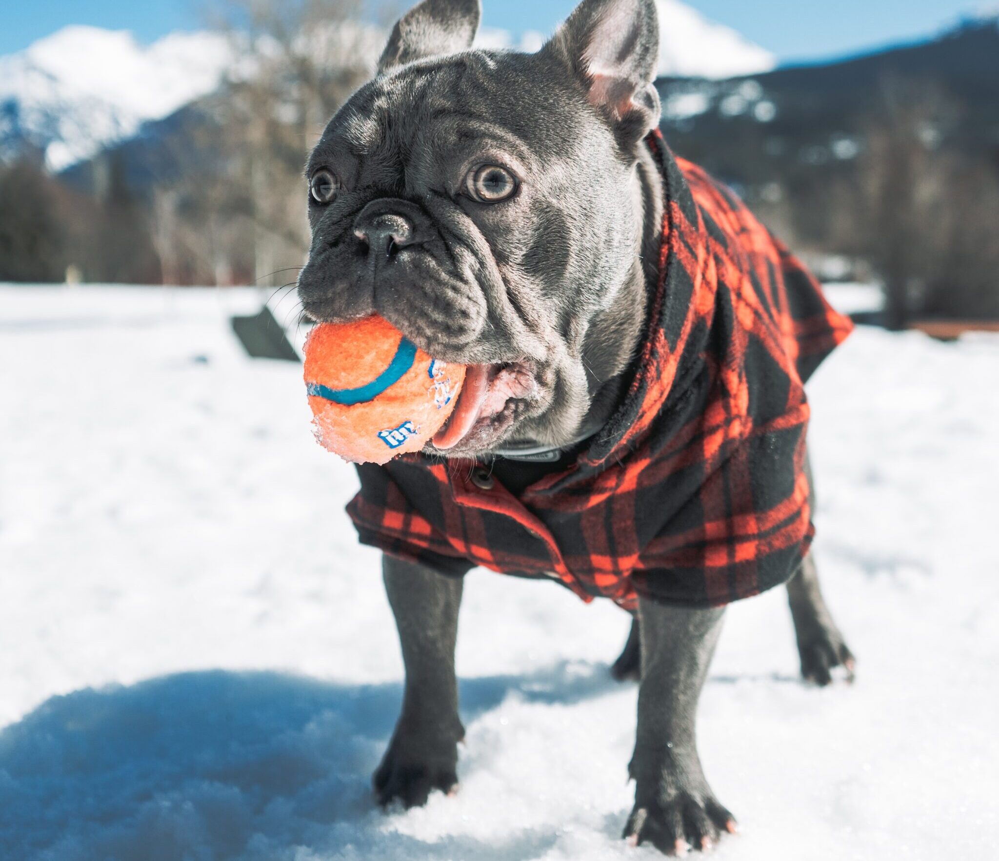 The Best Winter Coats for French Bulldogs