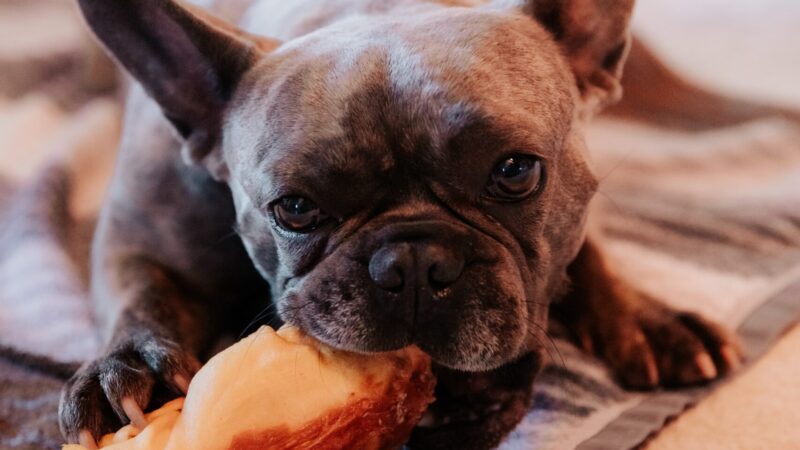 The Best Protein for a French Bulldog’s Diet in 2026