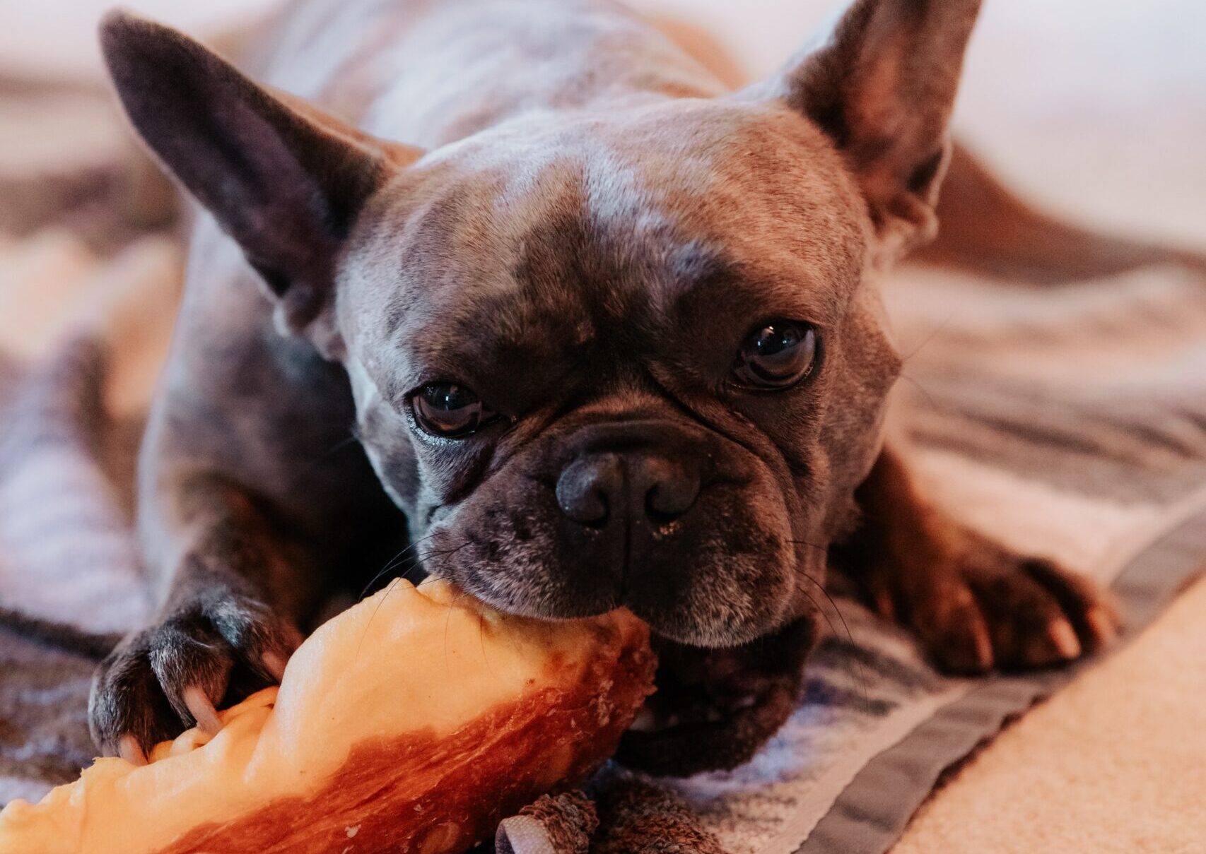 The Best Protein for a French Bulldog’s Diet in 2026