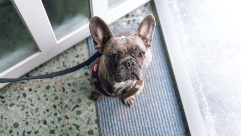 The Ultimate Guide on How to Potty Train a French Bulldog