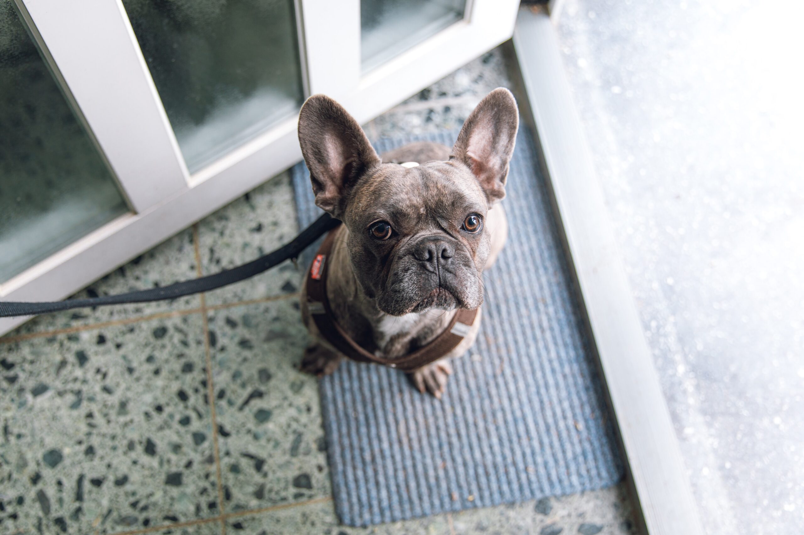 The Ultimate Guide on How to Potty Train a French Bulldog