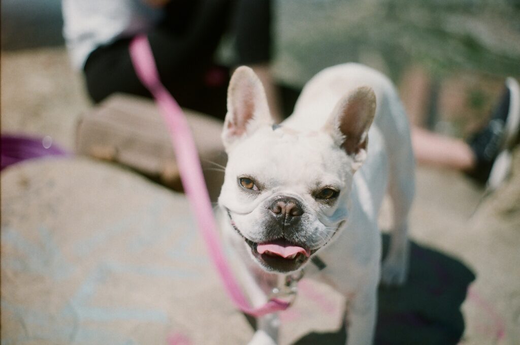 Why do french bulldogs snort