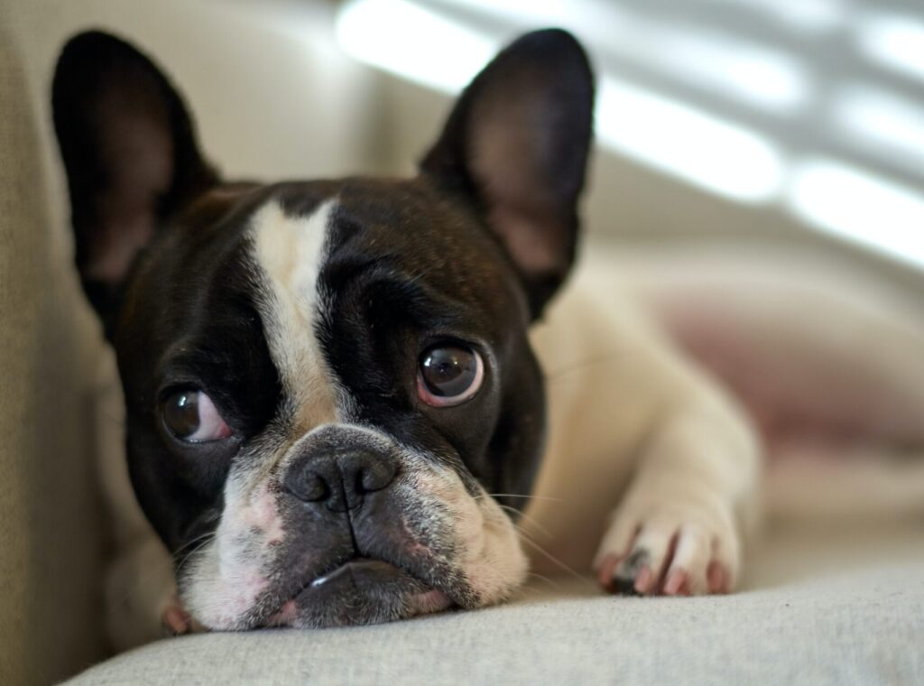 How to treat French Bulldog ear infection