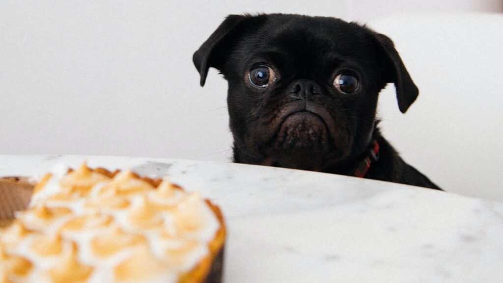 Can French Bulldog Eat Eggs