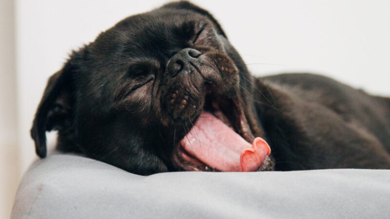 When Do French Bulldog Ears Stand Up?