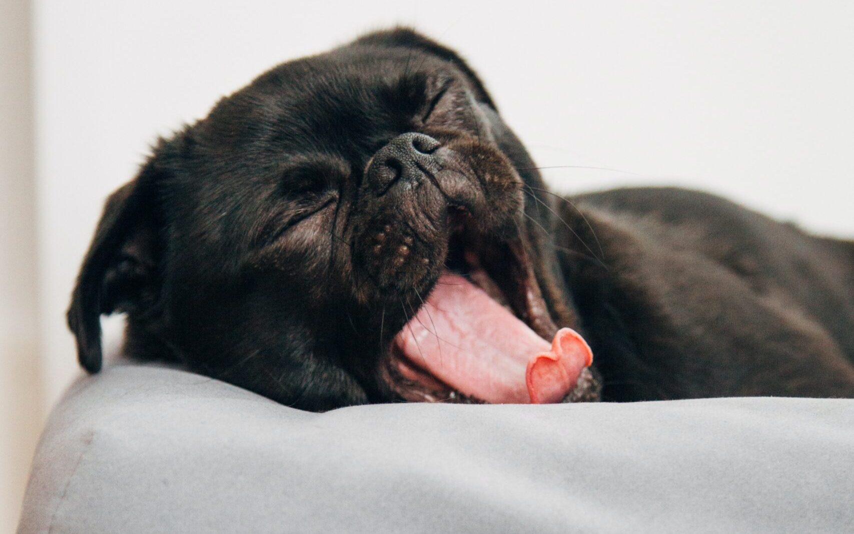 When Do French Bulldog Ears Stand Up?